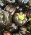 Paprika Babybell Chocolate - Capsicum annuum - semena paprike - 8 kosov