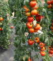 Paradižnik Start S F1 - Solanum lycopersicum - semena paradižnika - 10 kosov