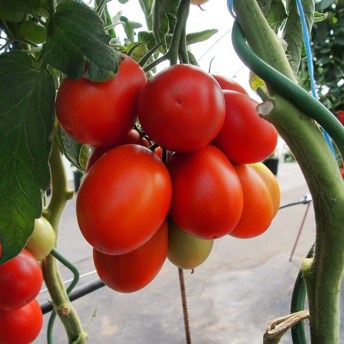 Rajče Sonet F1 - Solanum lycopersicum - semena rajčete - 20 ks