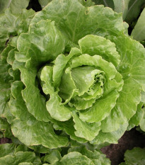 Salát římský Galander - Lactuca sativa var. romana gars - semena salátu - 300 ks