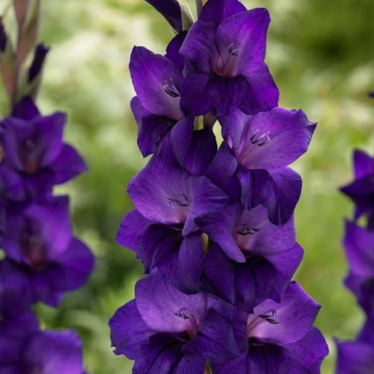Gladiol Purple Flora - Gladiolus - hlízy mečíku - 3 ks