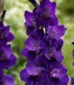 Gladiol Purple Flora - Gladiolus - čebulice mečka - 3 kosi