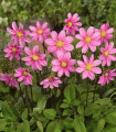 Dahlia Topmix roza – Dahlia – gomolji dalije – 1 kos