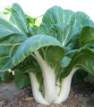 Kitajsko zelje Paket - Brassica chinensis - semena zelja - 100 kosov - zaključeno