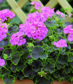 Pasasta pelargonija Nekita Pink F1 – Pelargonium zonale – semena pelargonije – 4 kos