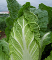 Pekinško zelje Hilton - Brassica pekinensis - semena zelja - 100 kos
