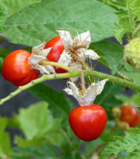 Rajče Liči - Solanum sisymbrifolium - semena rajčete - 6 ks