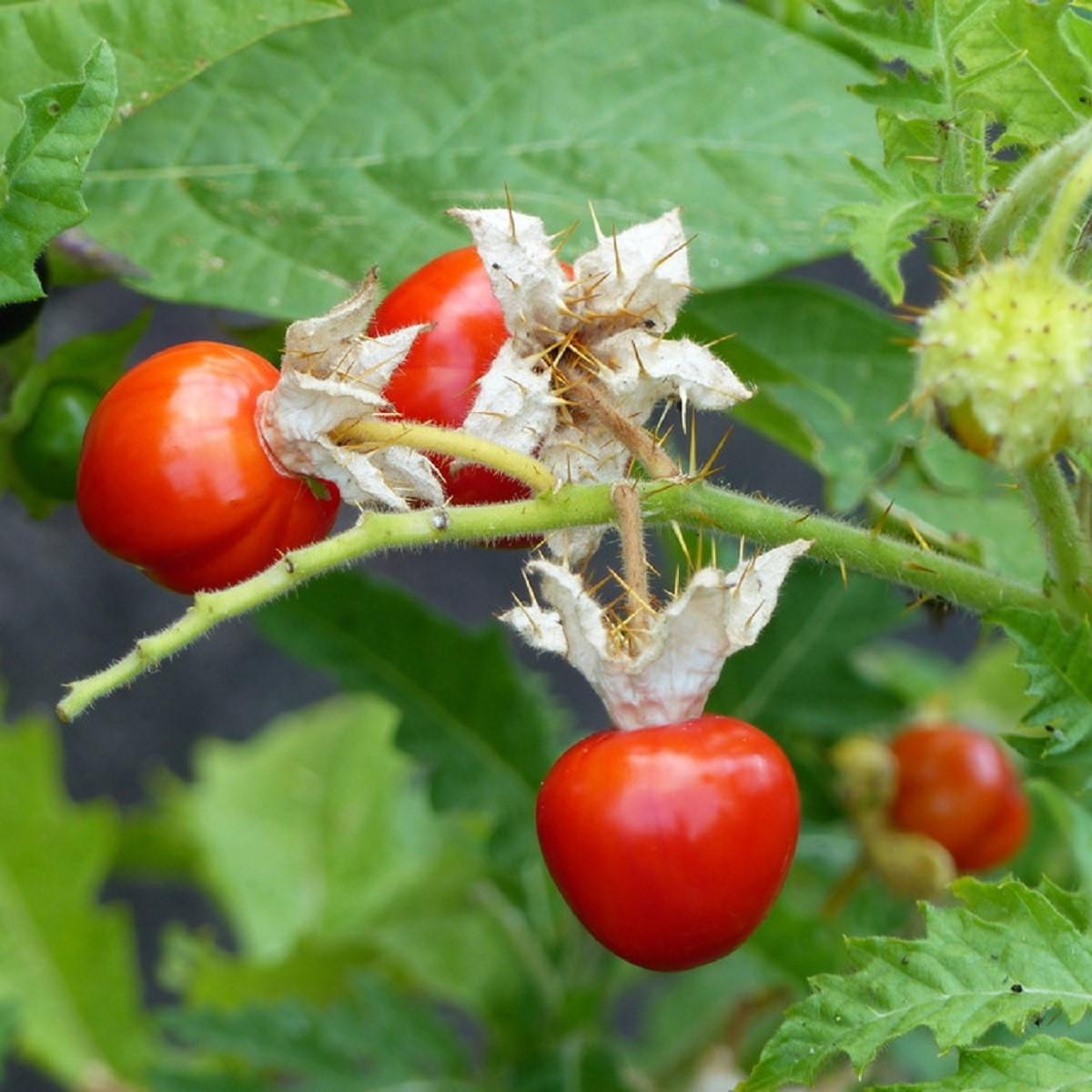 Rajče Liči - Solanum sisymbrifolium - semena rajčete - 6 ks