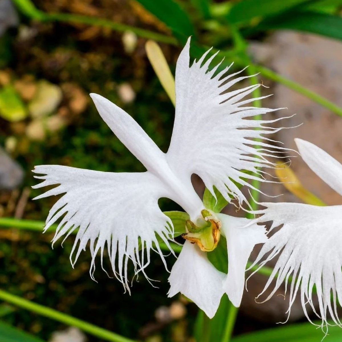 Ptačí orchidej - Habenaria radiata - cibulky ptačí orchideje - 1 ks