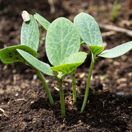 Tykev fíkolistá k roubování - Cucurbita ficifolia - semena tykve - 10 ks