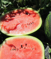 Melona Mini Love F1 - Citrullus lanatus - semena melone - 6 kosov