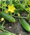 BIO Kumarica za vlaganje Hokus - Cucumis sativus - bio semena kumarice - 10 kos