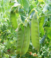 Sladkorni grah Sweet Horizon - Pisum sativum - semena graha - 40 kos