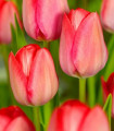 Tulipan Van Eijk - Tulipa - čebulice tulipana - 3 kosi