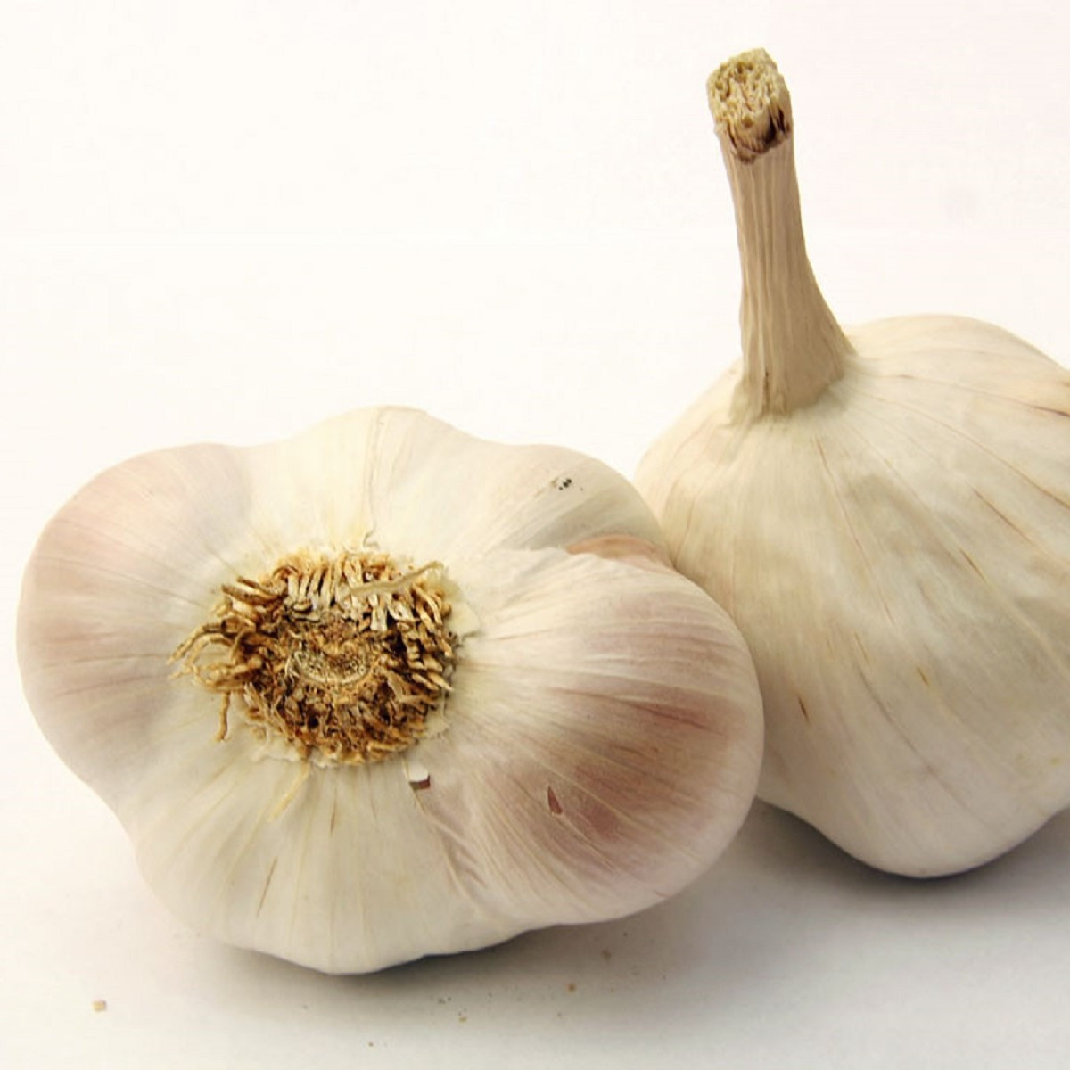 Semen česen Japo II - Allium sativum - nepaličar - čebula česna - 1 pakiranje