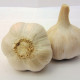 Sadbový česnek Havel - Allium sativum - paličák - 1 balení