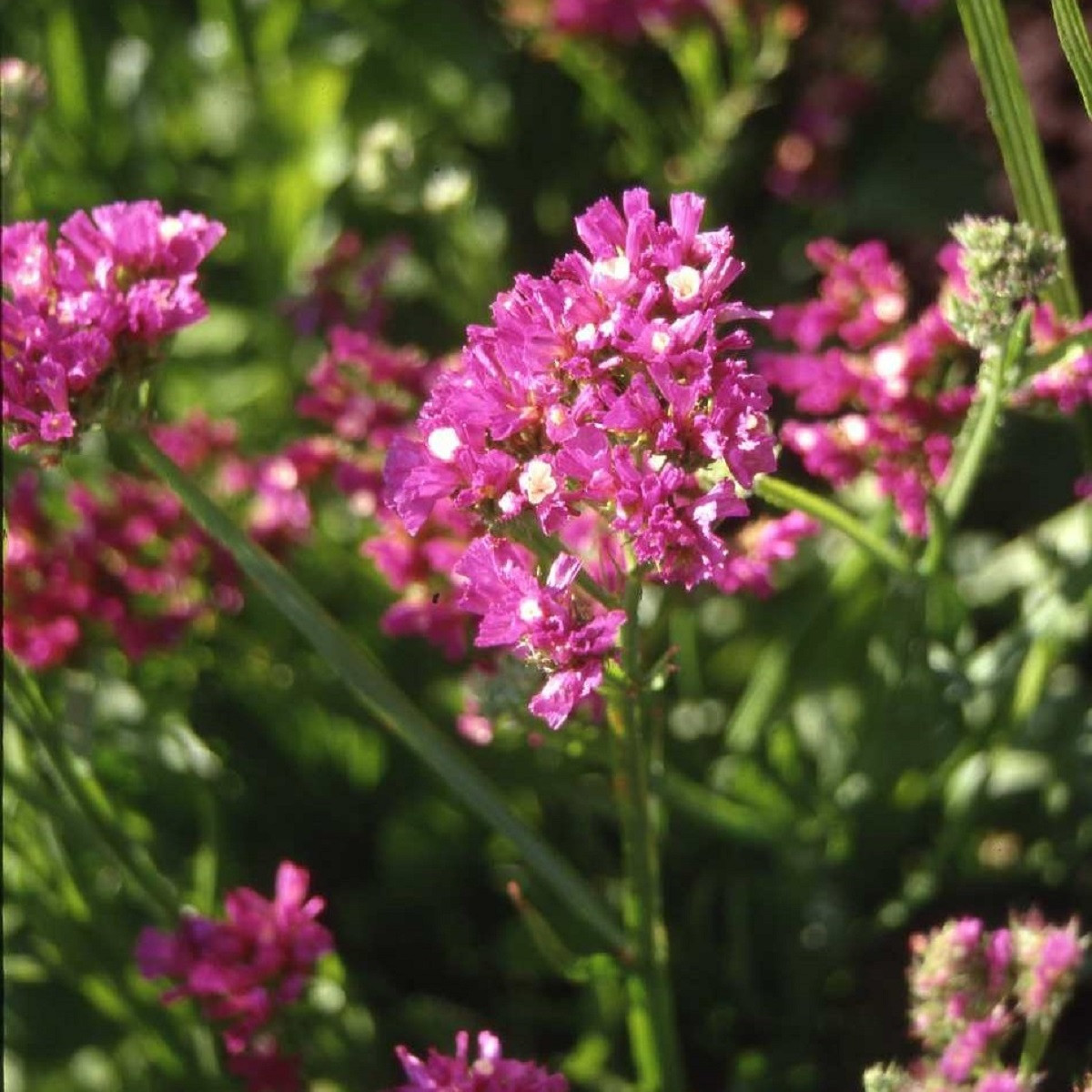 Limonka chobotnatá QIS Lavender - Limonium sinuatum - semena limonky - 30 ks