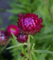 Smilj vijoličast - Helichrysum bracteatum - semena smilja - 300 kos
