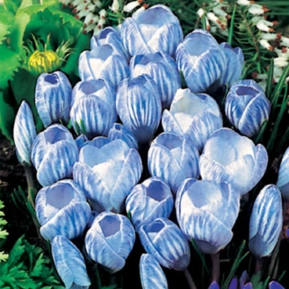 Krokus Sky Blue - Crocus vernus - hlízy krokusu - 3 ks