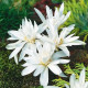 Ocún plnokvětý bílý - Colchicum alboplenum - hlízy ocúnu - 1 ks
