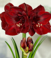 Hippeastrum Benfica - Hippeastrum - čebulica hippeastruma - 1 kos