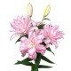 Lilie plnokvětá Roselily Anouska - Lilium - cibule lilie - 1 ks