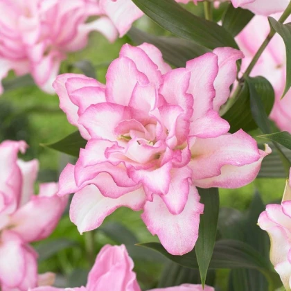Lilie plnokvětá Roselily Anouska - Lilium - cibule lilie - 1 ks