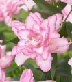 Liliija polnocvetna Roselily Anouska - Lilium - čebulica lilije - 1 kos