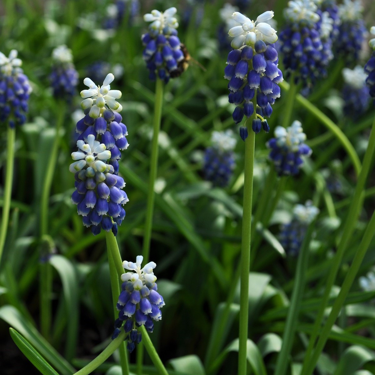 Modřenec Touch of snow - Muscari armeniaca - cibule modřence - 5 ks