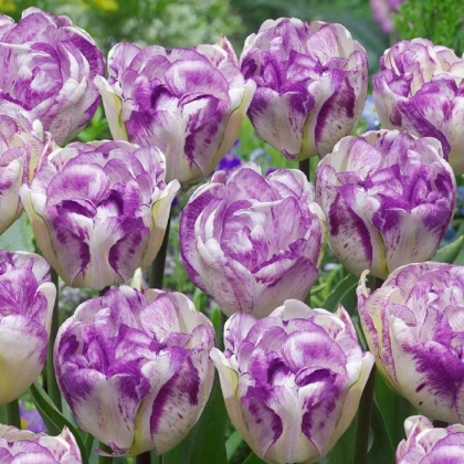 Tulipan poln cvet Double Shirley - Tulipa - čebulice tulipana - 3 kosi - zaključeno