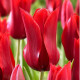Tulipán Pieter de Leur - Tulipa - cibule tulipánu - 3 ks