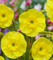 Narcis Sun Disc - Narcissus jonquilla - čebulice narcisa - 3 kos