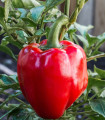 Paprika Roberta F1 - Capsicum annuum - semena paprike - 6 kosov
