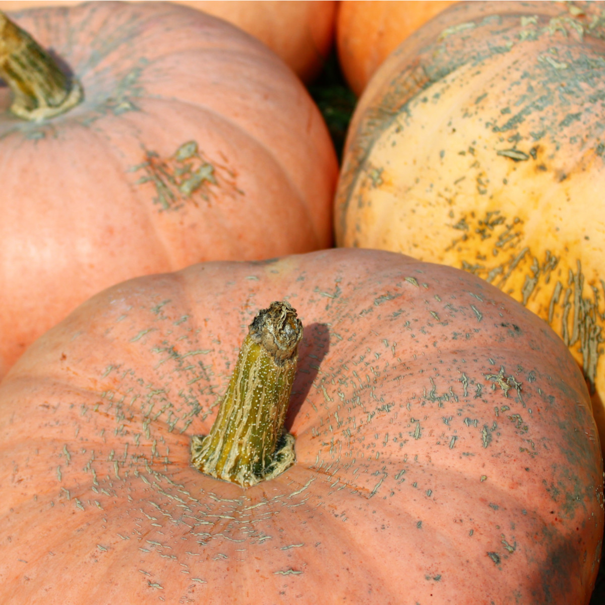 Tykev Australian Butter - Cucurbita maxima - semena tykve - 5 ks
