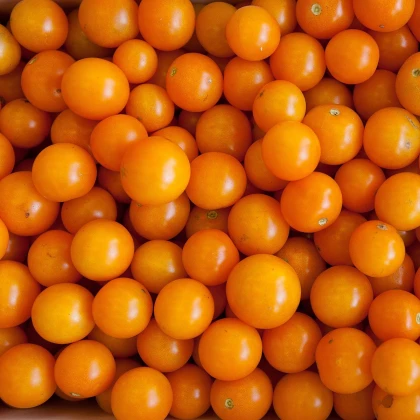 Rajče Artisan Golden Bumble Bee - Solanum lycopersicum - semena rajčete - 5 ks