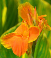 Dosna Carnaval - Canna - gomolji dosne - 1 kos