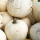 Buča Moonshine F1 - Cucurbita pepo - semena buče - 12 kosov