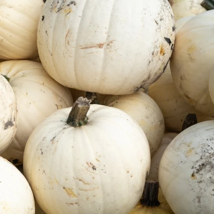 Buča Moonshine F1 - Cucurbita pepo - semena buče - 12 kosov