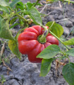 Paprika paradižnikova Szuszanna - Capsicum annuum - semena paprike - 7 kosov
