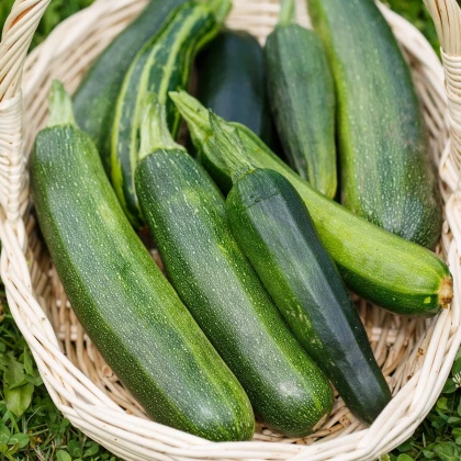 BIO Cuketa Zuboda - Cucurbita pepo - bio semena cukety - 8 ks