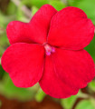 Impatiens Beacon Bright Red F1 – Impatiens walleriana – semena impatiens – 15 kosov