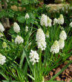 Modra čebulica White Magic - Muscari aucheri - čebulice modre čebulice - 5 kosov