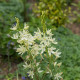 Ladoník bílý - Camassia alba - cibule ladoníku - 2 ks