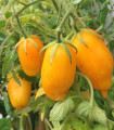 BIO Paradižnik Banana Legs - Solanum lycopersicum - bio semena paradižnika - 7 kosov