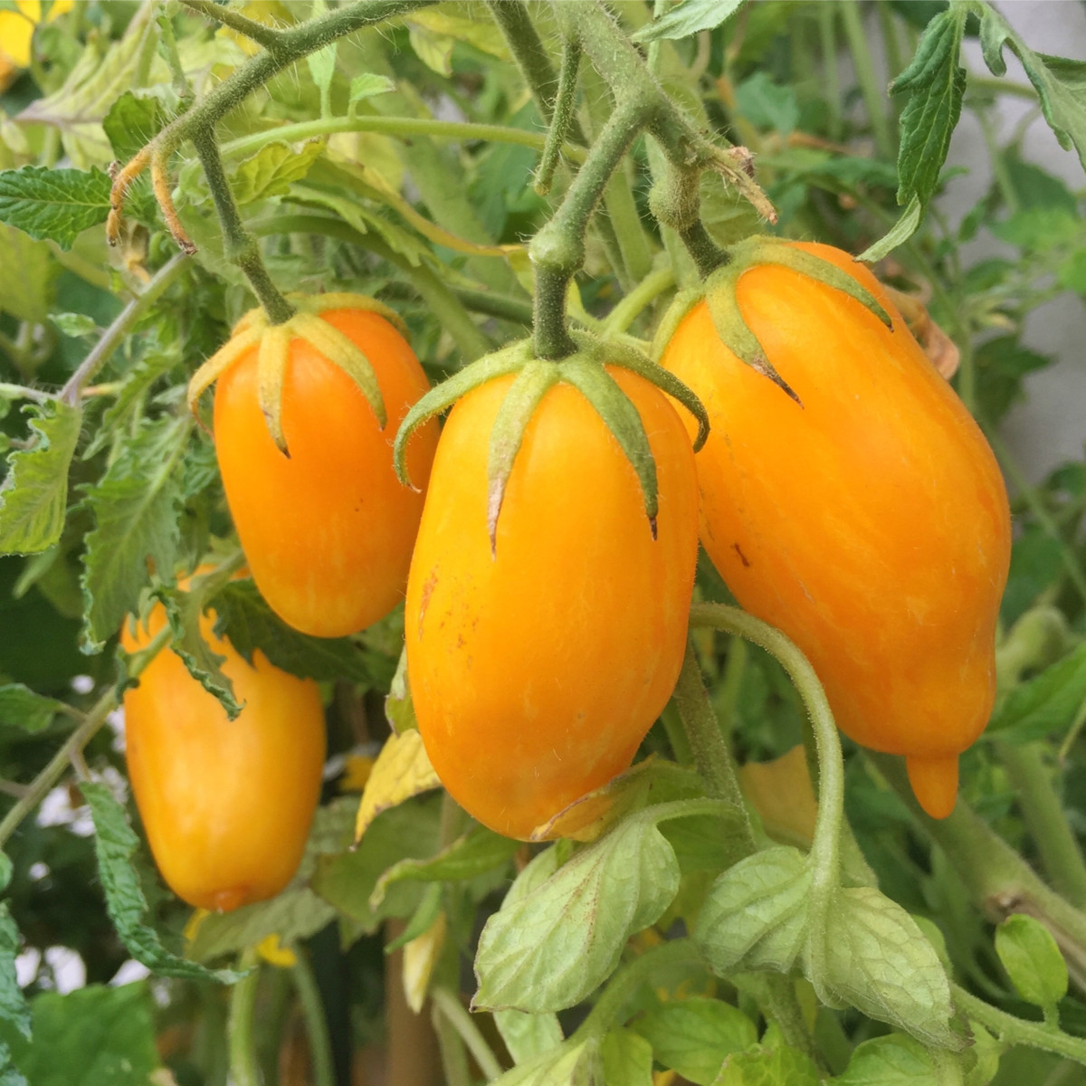 BIO Rajče Banana Legs - Solanum lycopersicum - bio semena rajčete - 7 ks