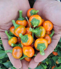 Chilli oranžna Korál - Capsicum annuum - semena čilija - 15 kosov