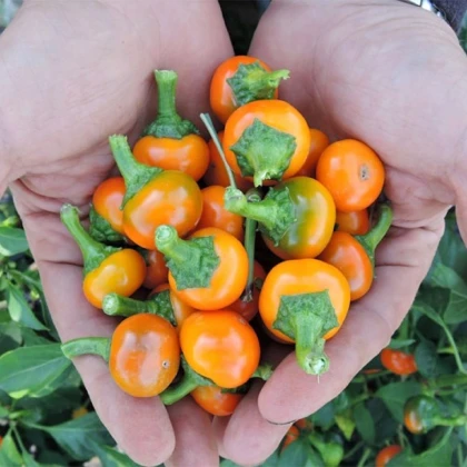 Chilli oranžna Korál - Capsicum annuum - semena čilija - 15 kosov