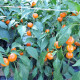 Chilli oranžna Korál - Capsicum annuum - semena čilija - 15 kosov