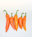 Chilli Aji Amarillo - Capsicum annuum - semena čilija - 7 kosov