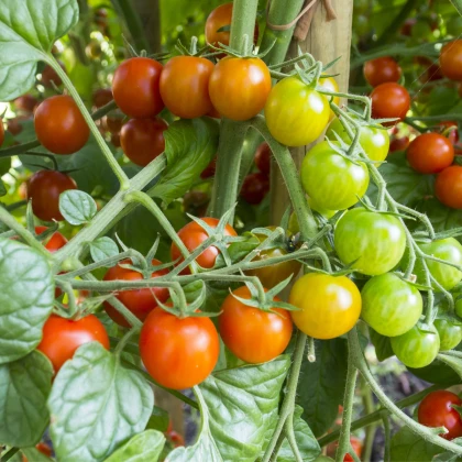 Rajče Primavera - Solanum lycopersicum - semena rajčete - 7 ks